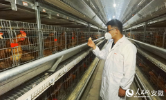 过引入法国种源和科技合做